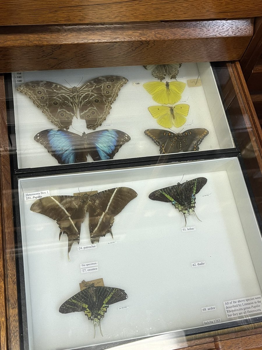 Katherinenright's tweet image. I had a wonderful time presenting and learning about different approaches to archives and libraries of natural history at the @LinneanSociety yesterday! My thanks to @CILIP_LIHG and @SHNHSocNatHist for organising a brilliant conference.