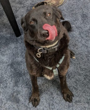 millypod1's tweet photo. 🆘5 OCT 2024 #Lost ANNA #ScanMe
Black Cross Breed Female
Anna has run quite a distance from where lost please do not chase or call if sighted
#Leatherhead/#Ashtead #Surrey #KT22 https://t.co/TblFQrjgea https://t.co/aDkpf0CxQo