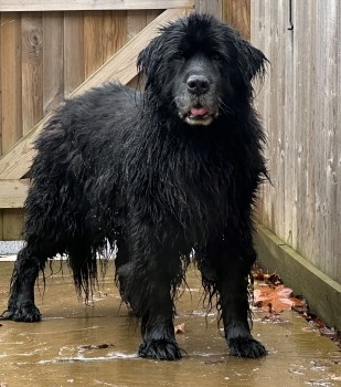 millypod1's tweet photo. 🆘4 OCT 2024 #Lost BILKO #ScanMe
ELDERLY Black Newfoundland Male
Drake Road #Chessington #Surrey #KT9
https://t.co/JBqpqXuWFG https://t.co/QYpmYdj7qr