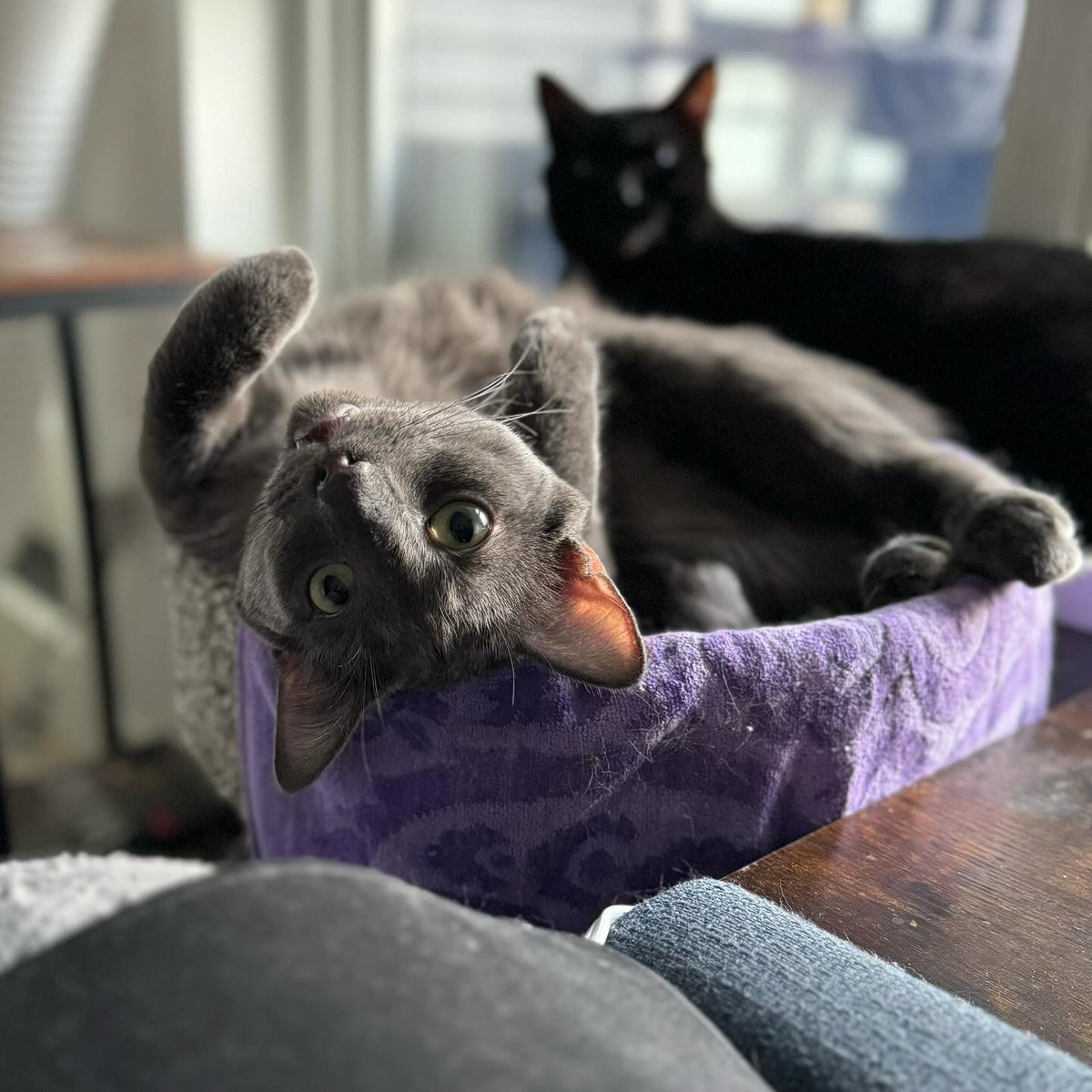 #THIS comment about <a href="/mikebrowne/">Mike Browne</a> on Season 2 of <a href="/traitorscanada/">The Traitors Canada</a>, "He just misses his cats!"  Looking at his boys, how could he not.  My favourite player!  Plus he's the first one in the game to nail it at the Roundtable (and on Night 1 of the Roundtable)!!!  Happy #caturday!