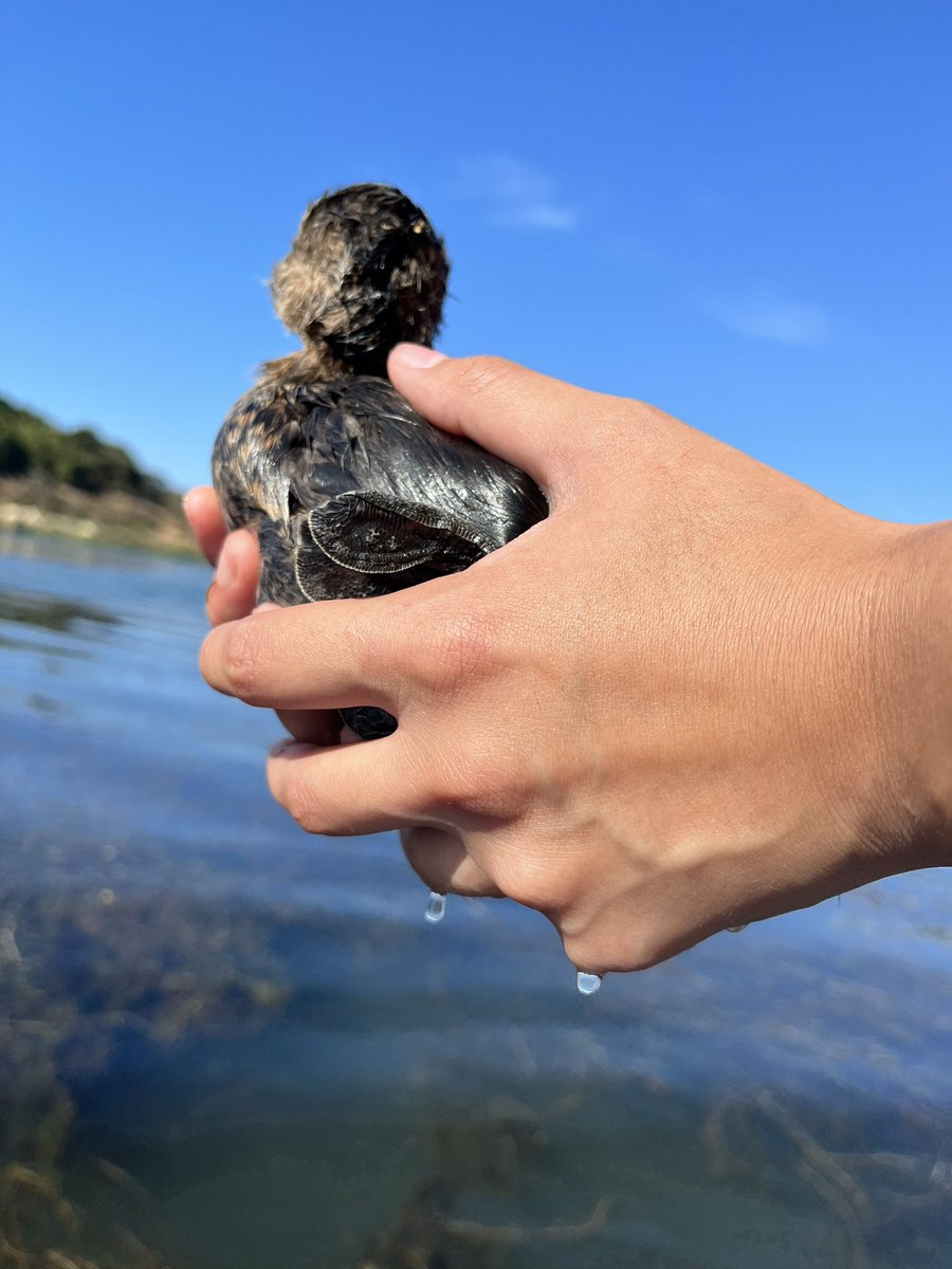 luxsinterior's tweet photo. just saved this baby from a fishing wire at calero lake i feel awesome https://t.co/UdV3ycLiav