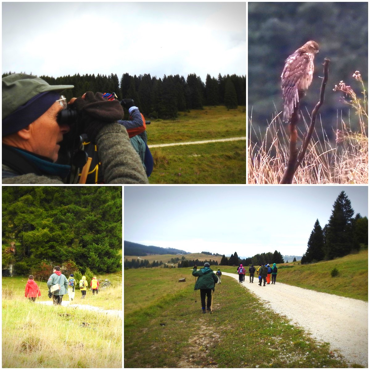 ciaghi_tiziana's tweet photo. Eurobirdwatch2024
#5ottobre2024 #liputrento #passovezzena #luserna #eurobirdwatch2024 #wildlife #nature #enjoyoutdoors https://t.co/1yTtBi3otm