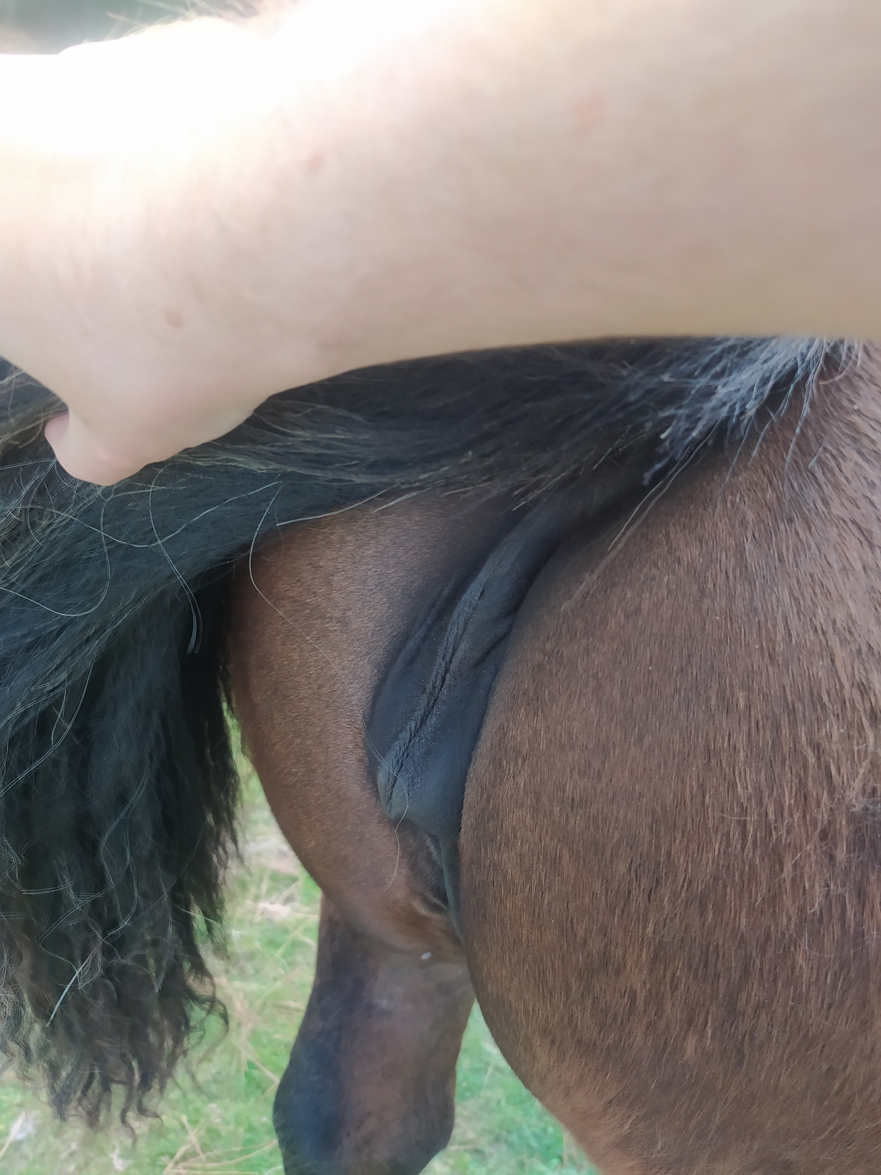 Mare pussy Horny_GSD (@Horny_Gsd) / X