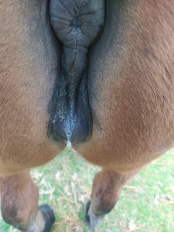horsepussy 