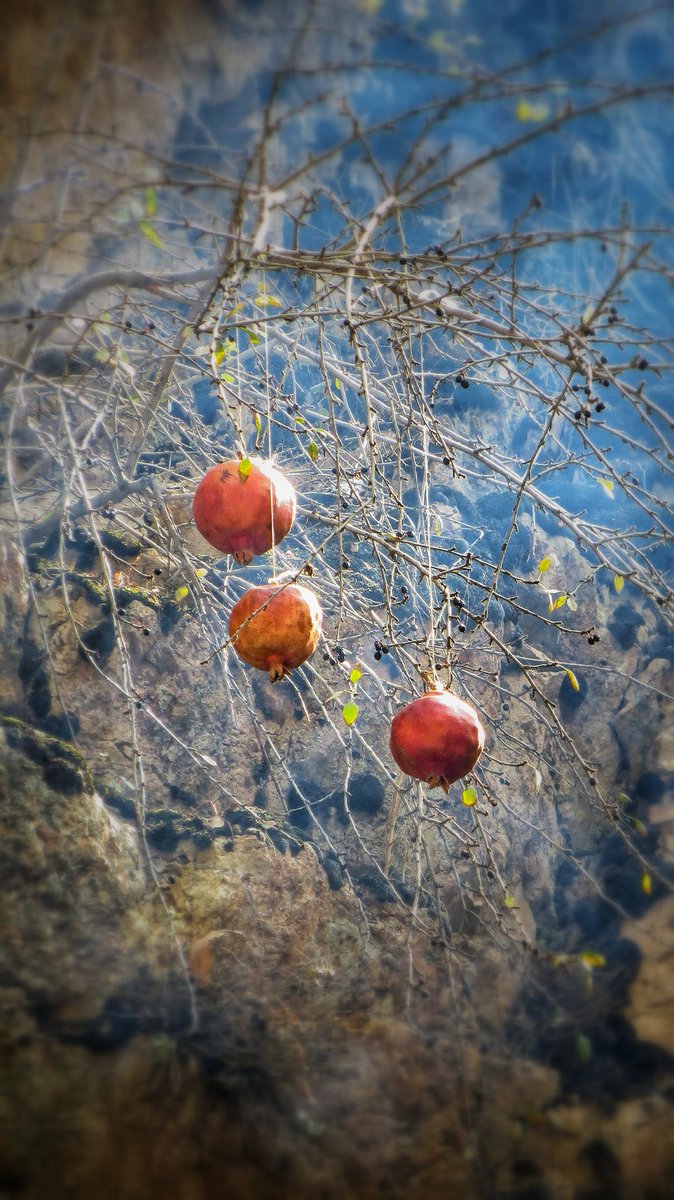 vahiid021kh's tweet photo. @saraghanavati1 پاییز درکه ❤️🤩
#iphootoo https://t.co/G3fk69zRbt