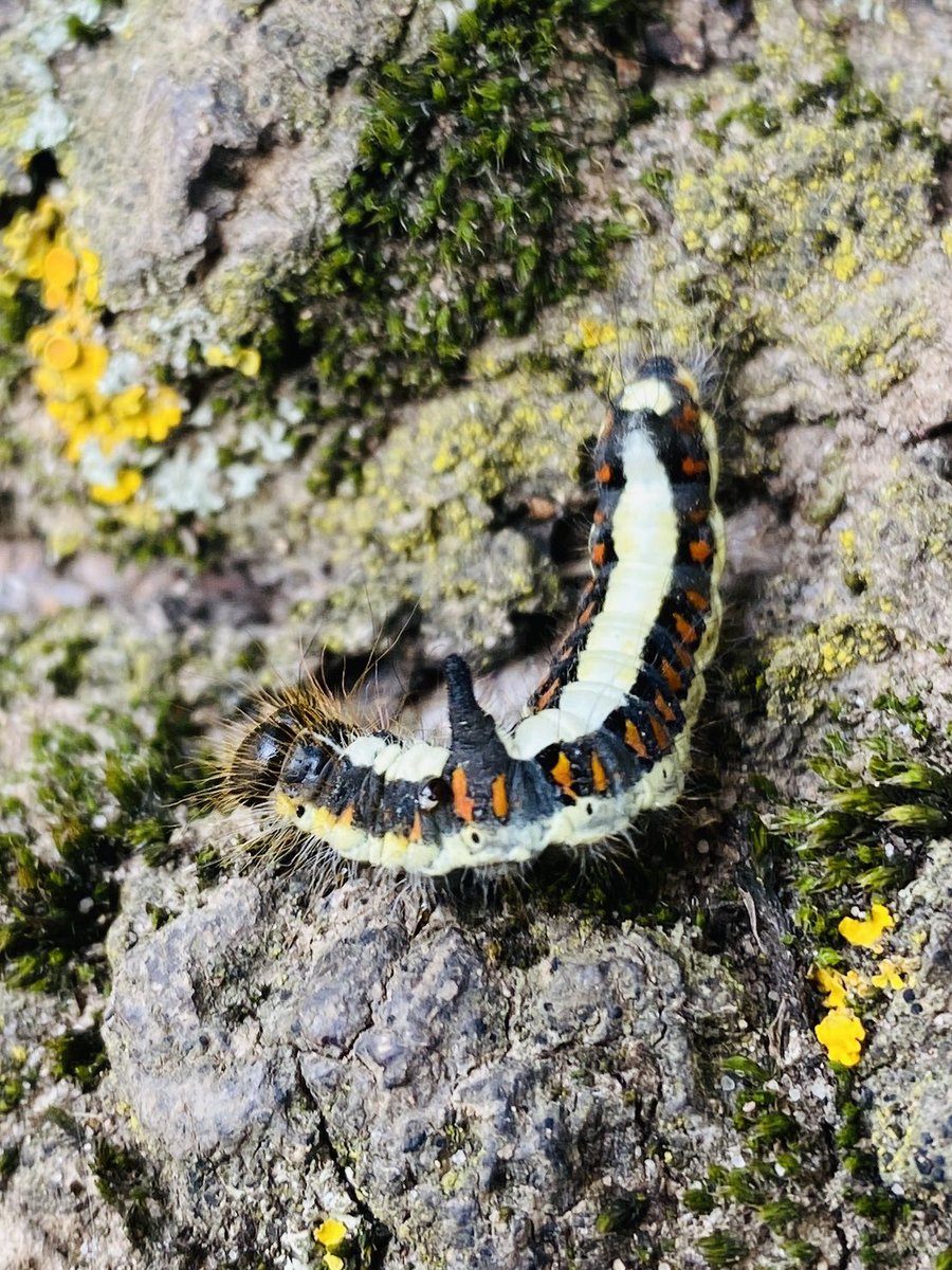A visitor to this morning’s Bushcraft session - a grey dagger moth caterpillar. Of particular note is the black protrusion on his back.