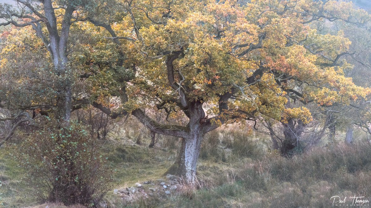 **March of the Ents**
This mornings little wander paid off as I came across this scene which really worked for me. Not only did I get some beautiful Autumn Colours but also a fantastic character of an old Oak tree.
#landscapephotography #woodlandphotography #autumncolors