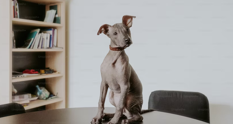 ... we always have our ears open, listening to what the industry needs ... did you know you can tell us directly?  survey.zohopublic.com.au/zs/4SEGZH