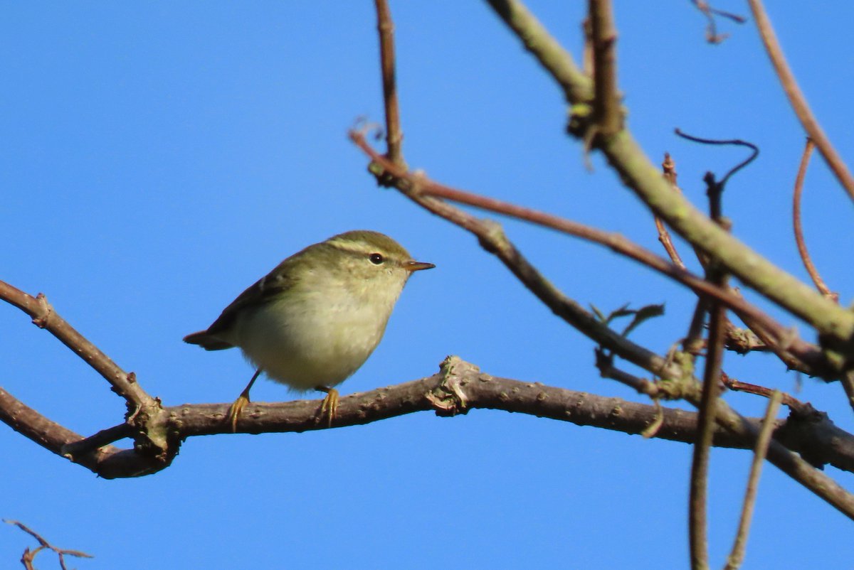 One of the two Yellow-browed Warblers in the Farm Wood, Bockhill this morning.