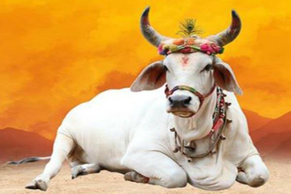 QueenOfBharat1's tweet photo. हर मंदिर में 1 गाय और हर बड़े मंदिर में 1 गौशाला होना चाहिए
उसका खर्च मंदिर के चढ़ावे से होना चाहिए
तब गाय सुरक्षित रहेगी
क्या आप सहमत हैं?
जय गौ माता 🚩🚩
#ExitPolls #ARSSOU #GodNightSaturday #Oct5WithTheRedMike https://t.co/RhX3QGp08p