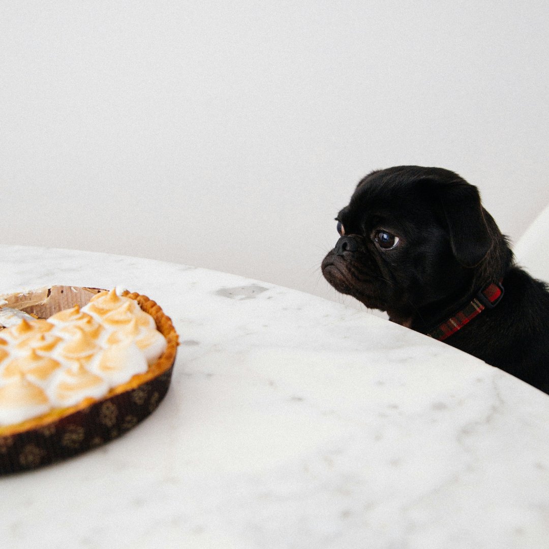 🐾🥧 Keep those puppy eyes off your plate!

This Thanksgiving, reserve a spot for your furry friend at Canine Country Club AZ. They'll have a feast of fun while you enjoy your holiday!

🏡🐶 Traveling? No worries! 📅 Book now!