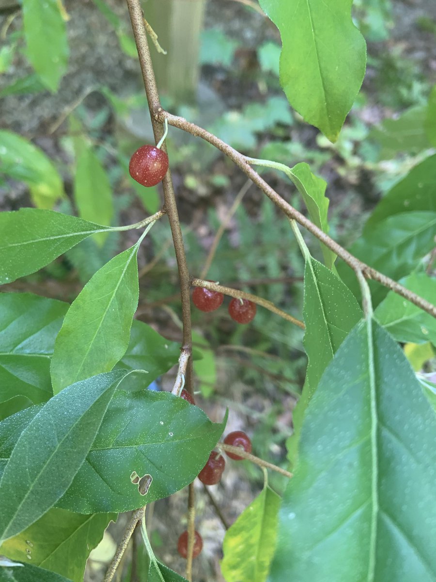 Autumn olive is ready to harvest in my area. This is an invasive plant with edible berries. We pick clean to reduce propagation. Kinda sweet when ready, dry and astringent when unripe!

#foraging #InvasivePlants #WildEdibles