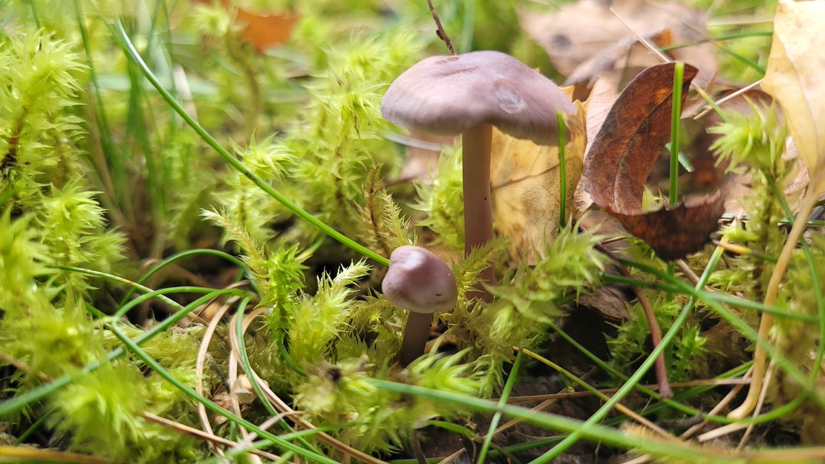 Fungi_rl tweet media