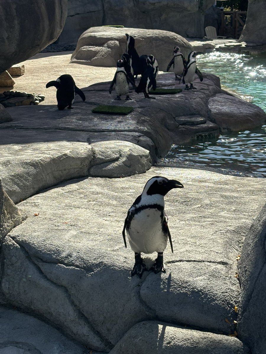 Osinkoinsinoori's tweet image. Denver Zoo oli kyllä huikean kiva paikka käydä. Hyvin oli tilaa eläimillä pääasiallisesti.

#denverzoo