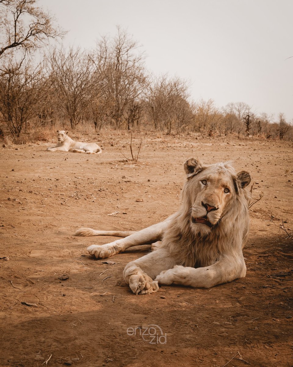 Lion walk.. #zimbabwe