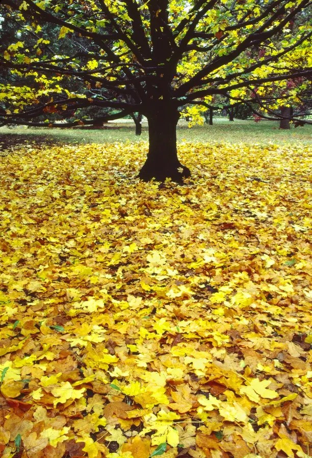 A storm or robbery, call it what you will,
Shook down my mellow hangings, nay, my leaves,
And left me bare to weather. - Cymbeline (A3, S3) #ShakespeareSunday