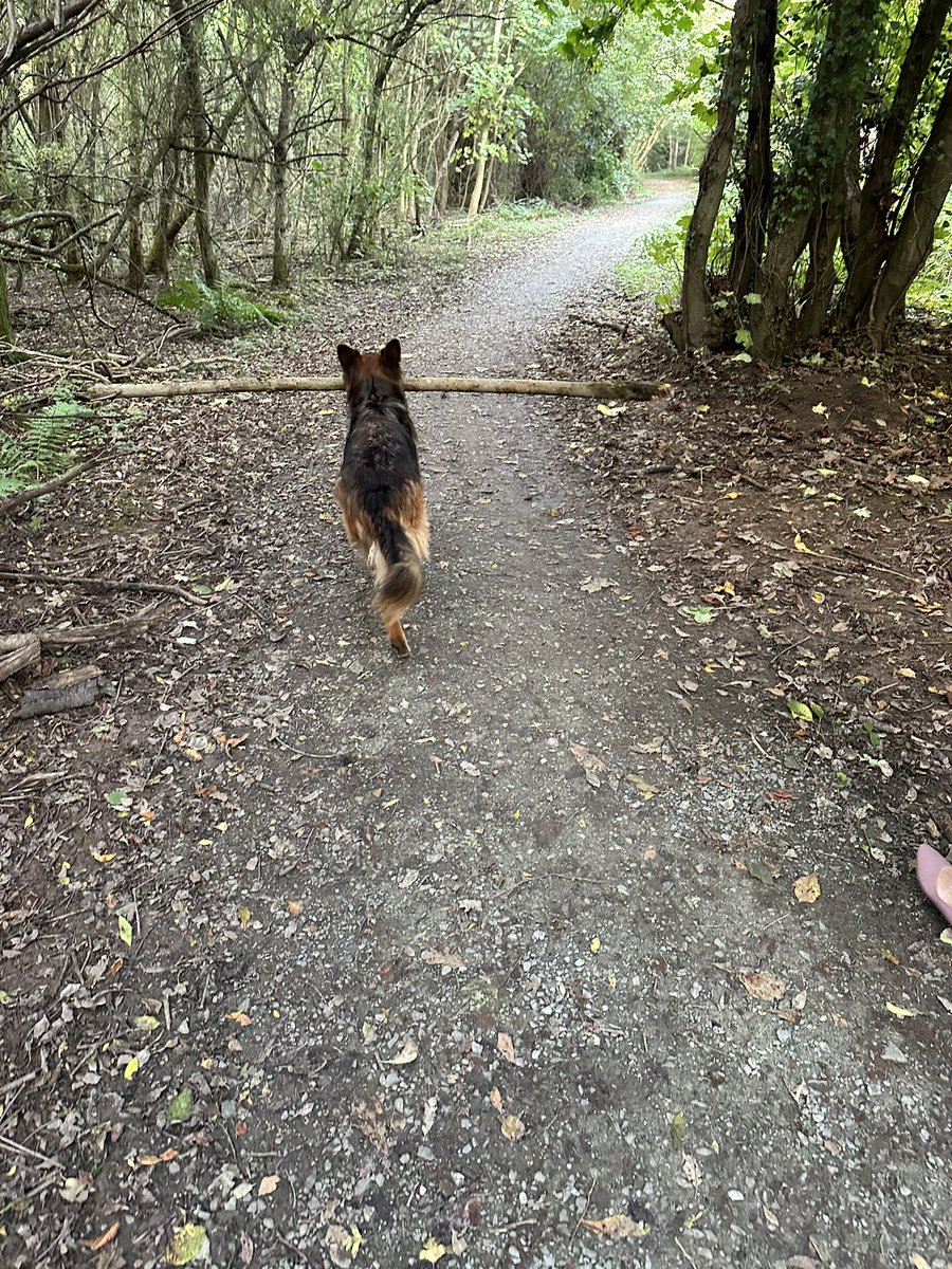 Getting the steps in.

An open day followed by a walk around campus afterwards with a friend and their dog.