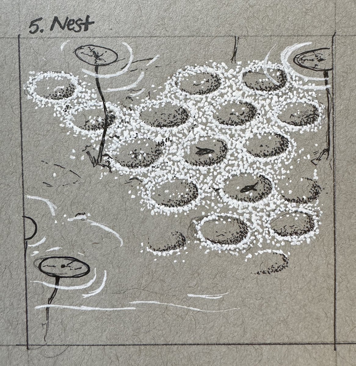 Have you ever looked into a pond or a lake, seen this, and wondered what could have made such perfect sediment circles? These are the nests of sunfishes! Males guard fertilized eggs while also fanning fresh oxygenated water over them. Nebraska #inktober