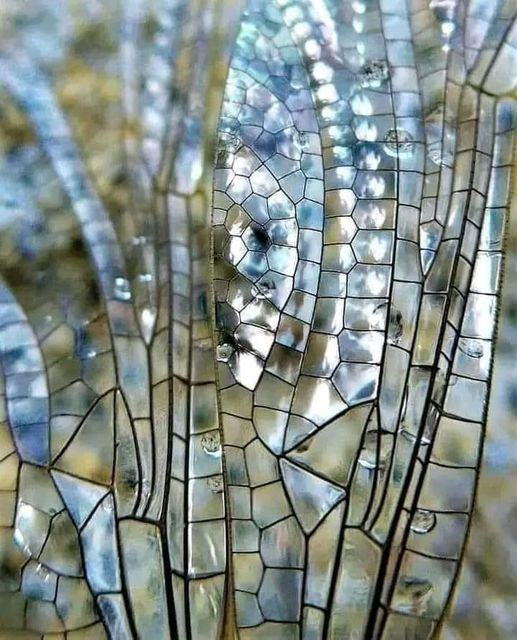 - Just one dragonfly can consume over one hundred mosquitos in a day
- Dragonflies can fly backwards
- They have nearly 360-degree vision
- Their wings inhibit bacterial growth due to their natural structures
- They're actually beautiful 

This is not stained glass, it's a wing.