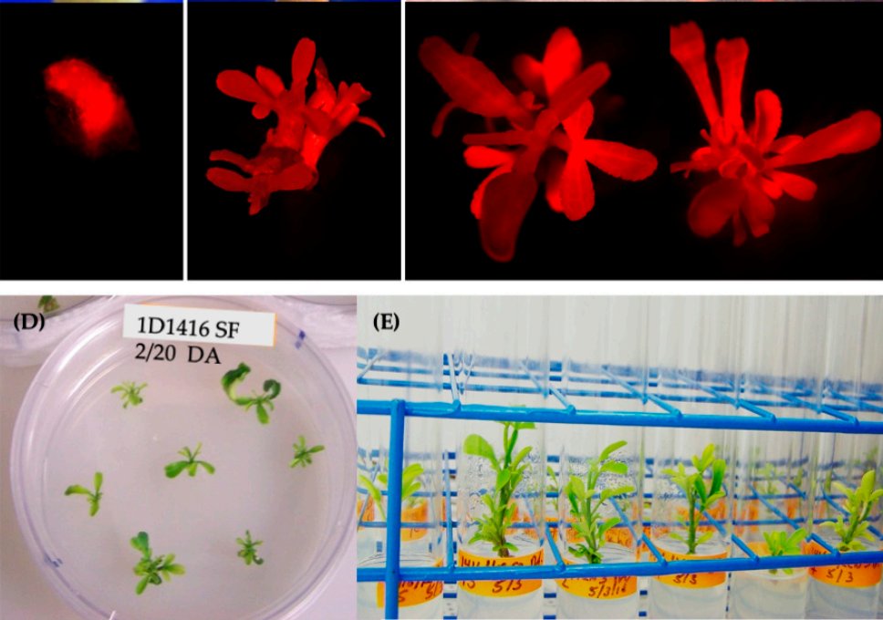 Laurens Pauwels @laurenspauwels.bsky.social (@laurenspauwels) on Twitter photo Interesting paper by <a href="/USDA/">Dept. of Agriculture</a> describing the novel Agrobacterium strain 1D1416 for Citrus transformation! mdpi.com/2076-2607/12/1… Interesting paper by <a href="/USDA/">Dept. of Agriculture</a> describing the novel Agrobacterium strain 1D1416 for Citrus transformation! mdpi.com/2076-2607/12/1…