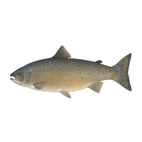 btcfishsalmon's tweet photo. @lensassaman @craignewmark I have seen your $SALMON

Bitcoin Fish $SALMON 
https://t.co/R6yNj2pQqT https://t.co/QteOFS2oFv
