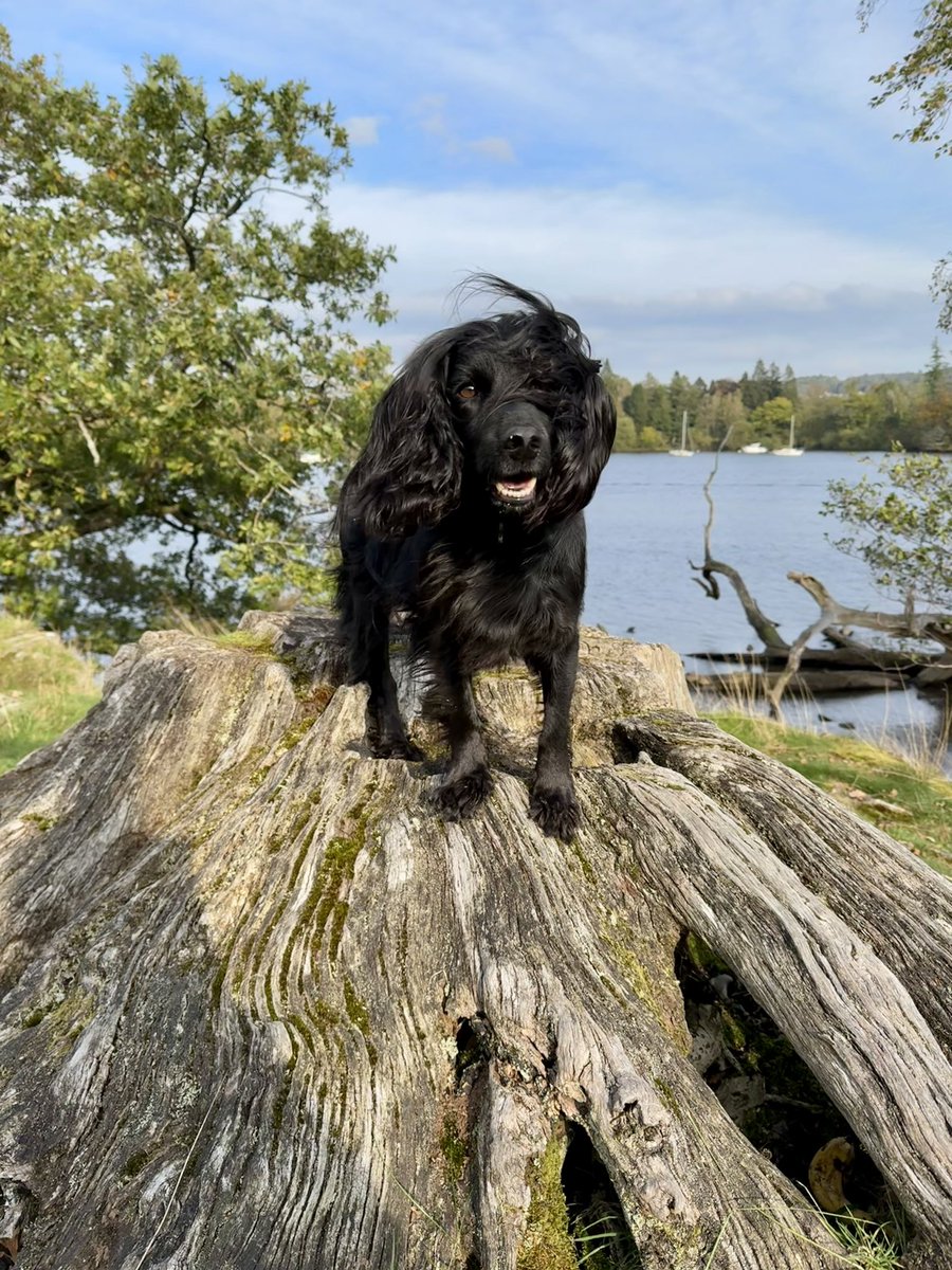 Ronja tweet media