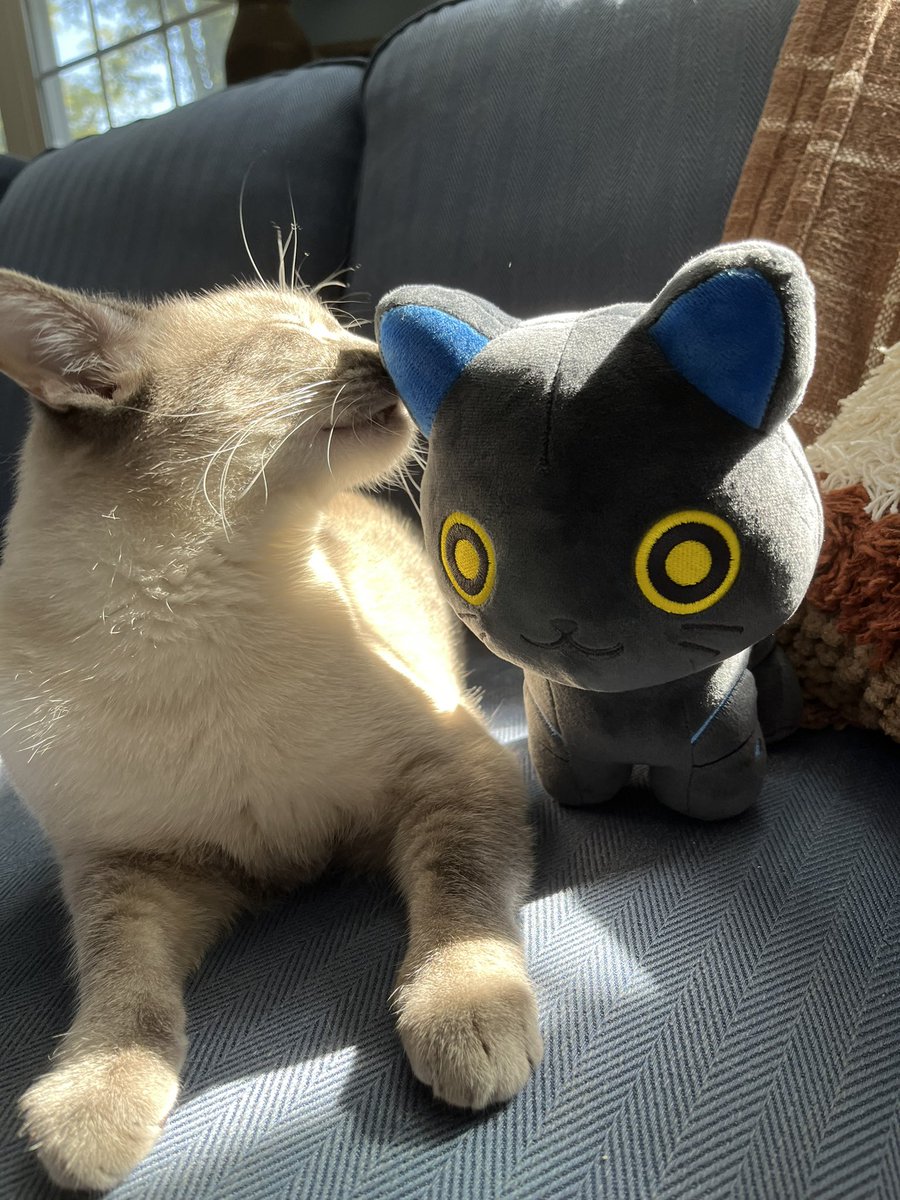 psviv's tweet photo. Hi @ArmstrongTaran  Chai and Robo Kellhus becoming Best Friends. 💙🐾🐾 https://t.co/r7C7ST87V8