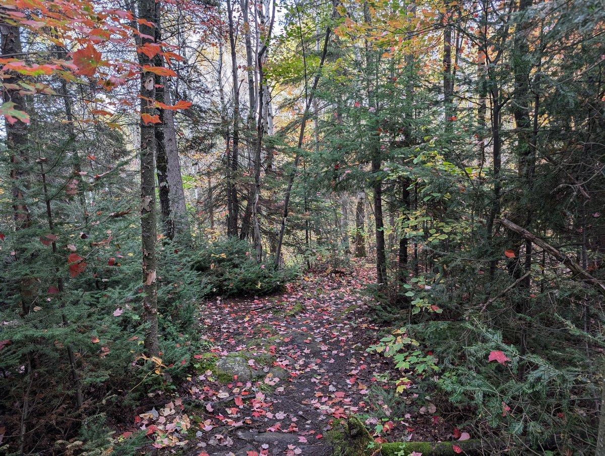 leblehblehbleh's tweet photo. Stupid walk for my stupid mental health part I've lost count after 75 

Been a while since I post this here but didn't go to new places so I ended up waiting on the autumn Leafs to take over

Hope you guys are taking care of yourself https://t.co/uh5Hg7L2mB