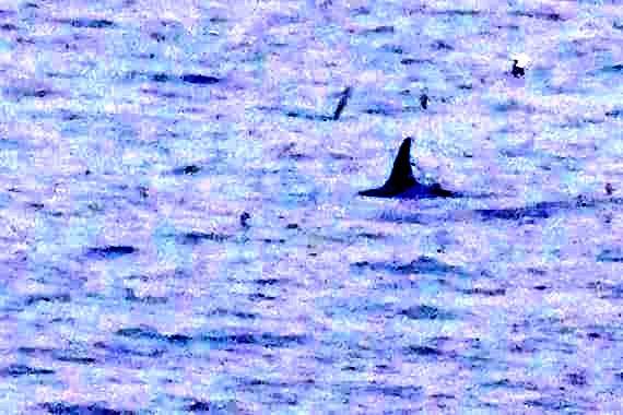 While the Dutch birding scene was hit by visit from outer space (darksided flycather) we were having a fantastic day on Unst, Shetlands,  with paddyfield warbler, otter and... 7 orcas! #Shetland #birding