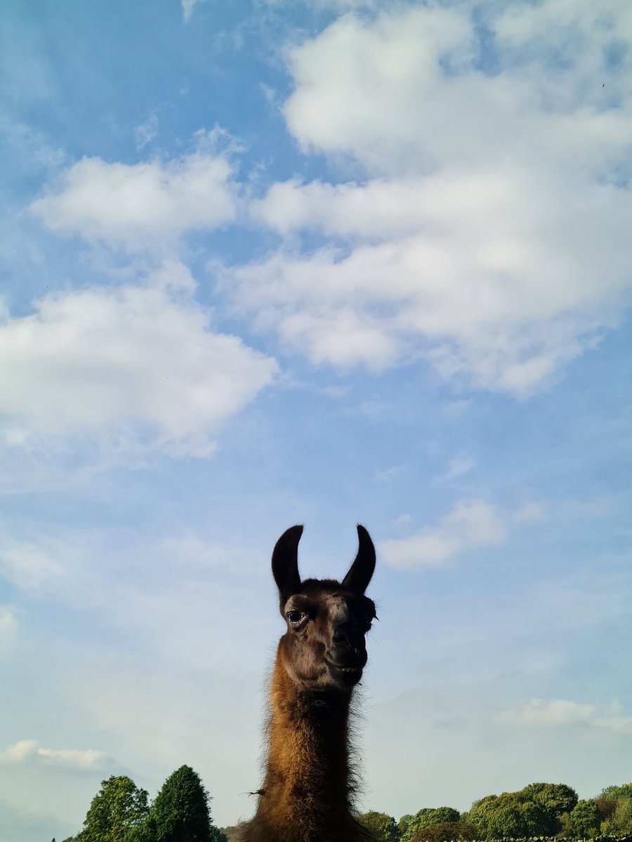 Had a lovely walk today in #Nidderdale today and made friends with a llama 🦙 #beaglelife