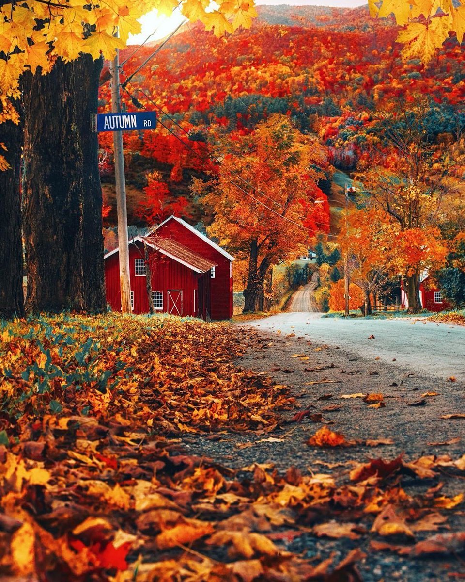NewEnglandLass's tweet photo. I don’t mean to brag, but I just ate maple icecream in a pumpkin patch/ sunflower field, next to some hard working honey bees, in the shadow of the green mountains while leaves fell all around me. New England is worth protecting.
#newengland #fall #newenglandfall https://t.co/hoYQO97NUd