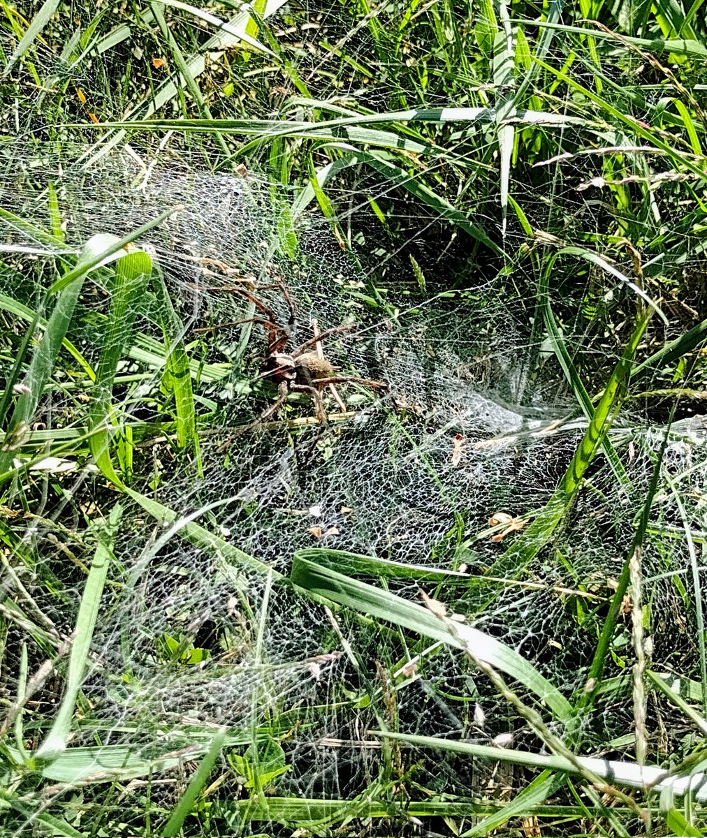 As I got braver so did she... Or I accidentally bumped her web 🕸️
Any ideas what type of #spider this is?
 #entomology #soilecology #nature #NoMowWhenever