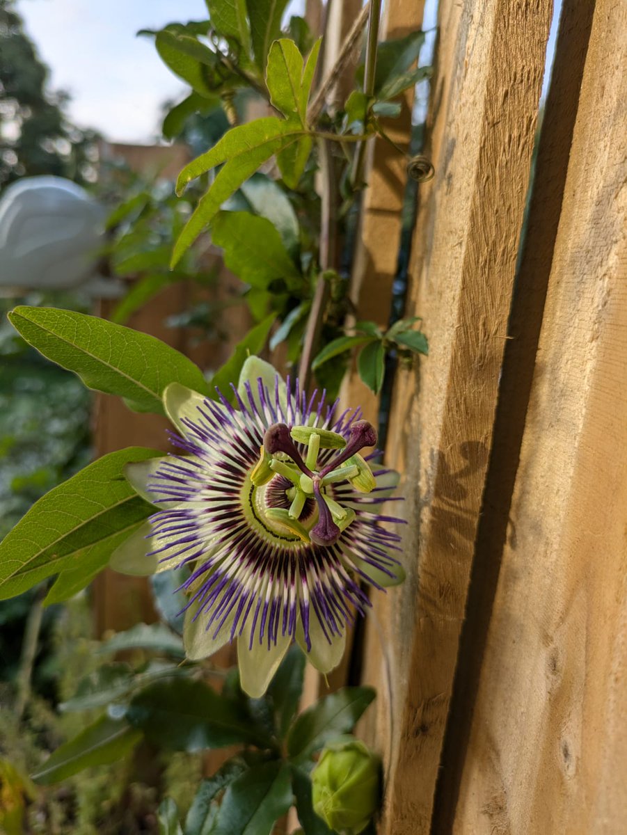 Passionflower in the garden producing some late flowers