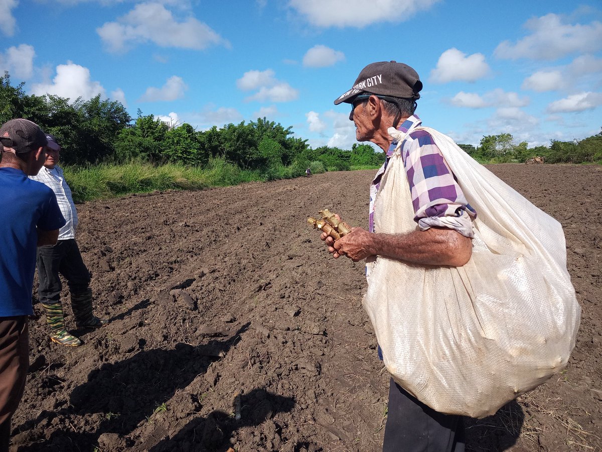📌 Ayer sostuvimos un encuentro con un grupo de productores de avanzada.
📌 Hoy nos fuimos para el terreno para constatar la preparación de tierra y siembra de producciones.
#LaSierpe #SanctiSpíritusEnMarcha <a href="/DiazCanelB/">Miguel Díaz-Canel Bermúdez</a> <a href="/DrRobertoMOjeda/">Dr. Roberto Morales Ojeda</a> <a href="/DeivyPrezMartn1/">Deivy Pérez Martín</a> <a href="/AlexisLorente74/">Alexis Lorente Jiménez</a>