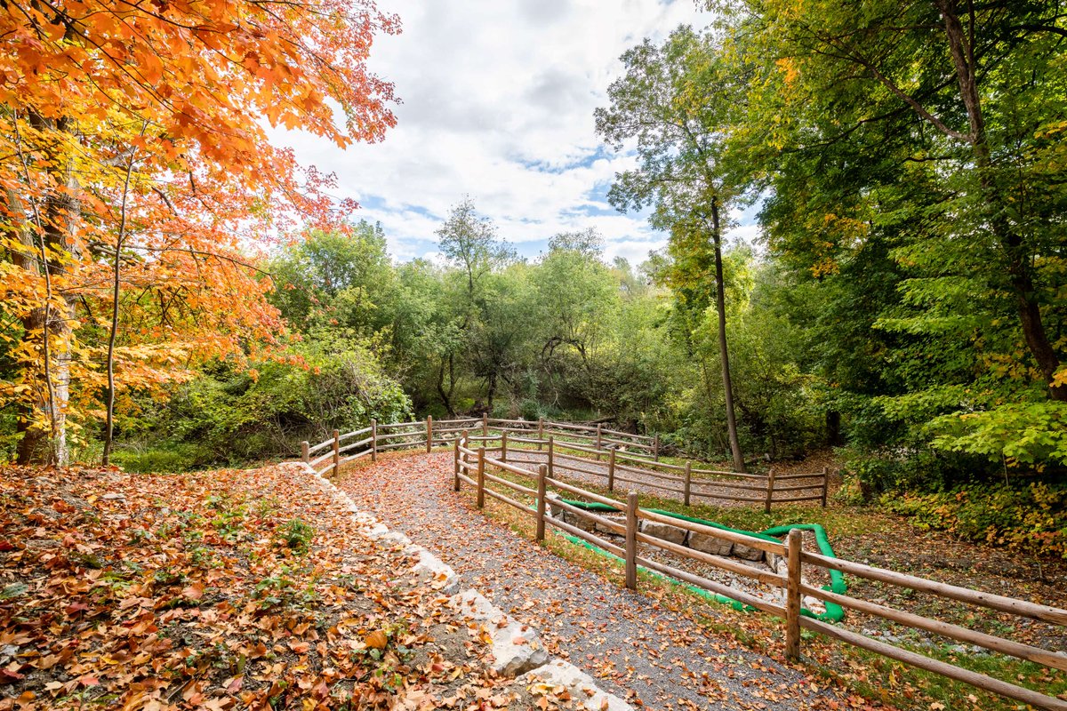 Celebrate Ravine Days from October 5 to 14 and uncover the mysteries of Toronto's ravine network. 

With educational events and fun activities, you'll learn about unique ecosystems and how to preserve them for future generations to enjoy. 🍂

More Info 👉 toronto.ca/explore-enjoy/…
