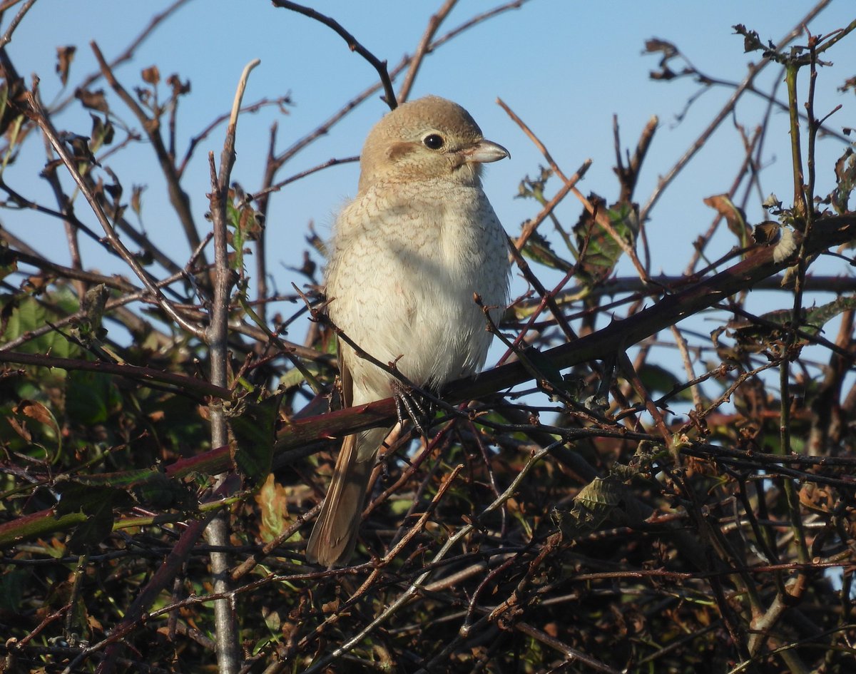 SimonBradfield's tweet photo. Classic east coast migration day, SEOwl, Grey Phal, Barred Warbler and Isabelline Shrike  also saw RB Fly, RF Bluetail, YBWarbler #birding #BirdsSeenIn2024 https://t.co/3KS8nGpBpd
