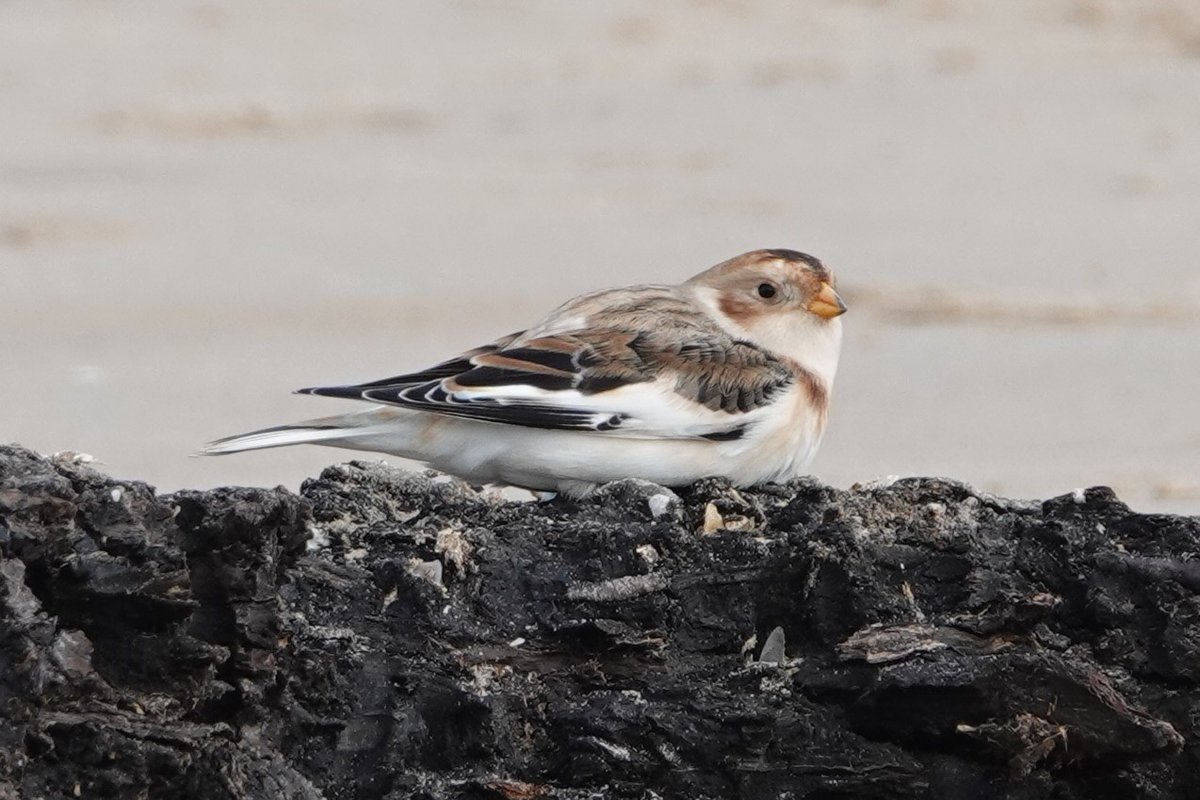 Howard Vaughan (@elbf2010) on Twitter photo Norfolk Autumn Migration Tour for <a href="/OrioleBirding/">Oriole Birding</a> - 5th October 2024
A final day in the sunshine at Titchwell blueeyedbirding.blogspot.com/2024/10/norfol… Norfolk Autumn Migration Tour for <a href="/OrioleBirding/">Oriole Birding</a> - 5th October 2024
A final day in the sunshine at Titchwell blueeyedbirding.blogspot.com/2024/10/norfol…