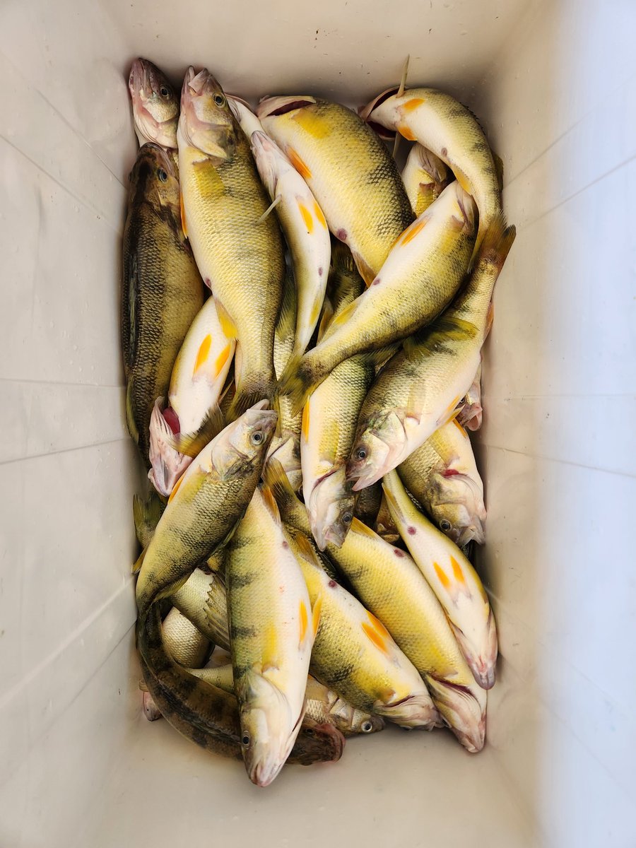 Wow what a gorgeous day on the water. A cooler full of #lakeerie perch was a nice bonus.