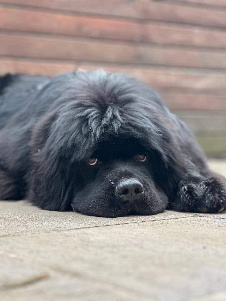 Newfound Love #idahohumanesociety #boisepetsitters #boisepetsitting #petsitting #dogfacts #dogwalking #dogs #cats #boisedogs #boisecats #boiseidaho #PetCare
 #boisepetsitters