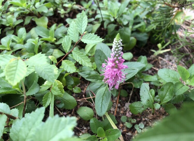 휴일 아침 산책길에서
만난 꽃들과의 눈 맞춤!!!