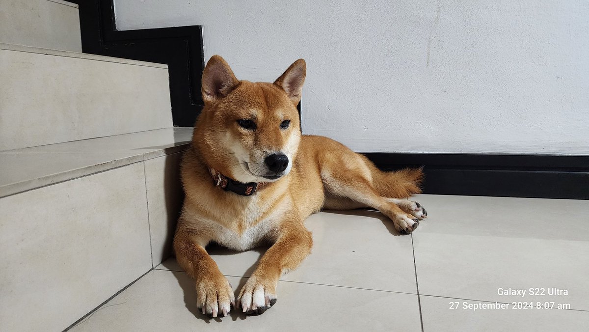 <a href="/Balltzehk/">Balltze</a> My dog Soya will be happy about this