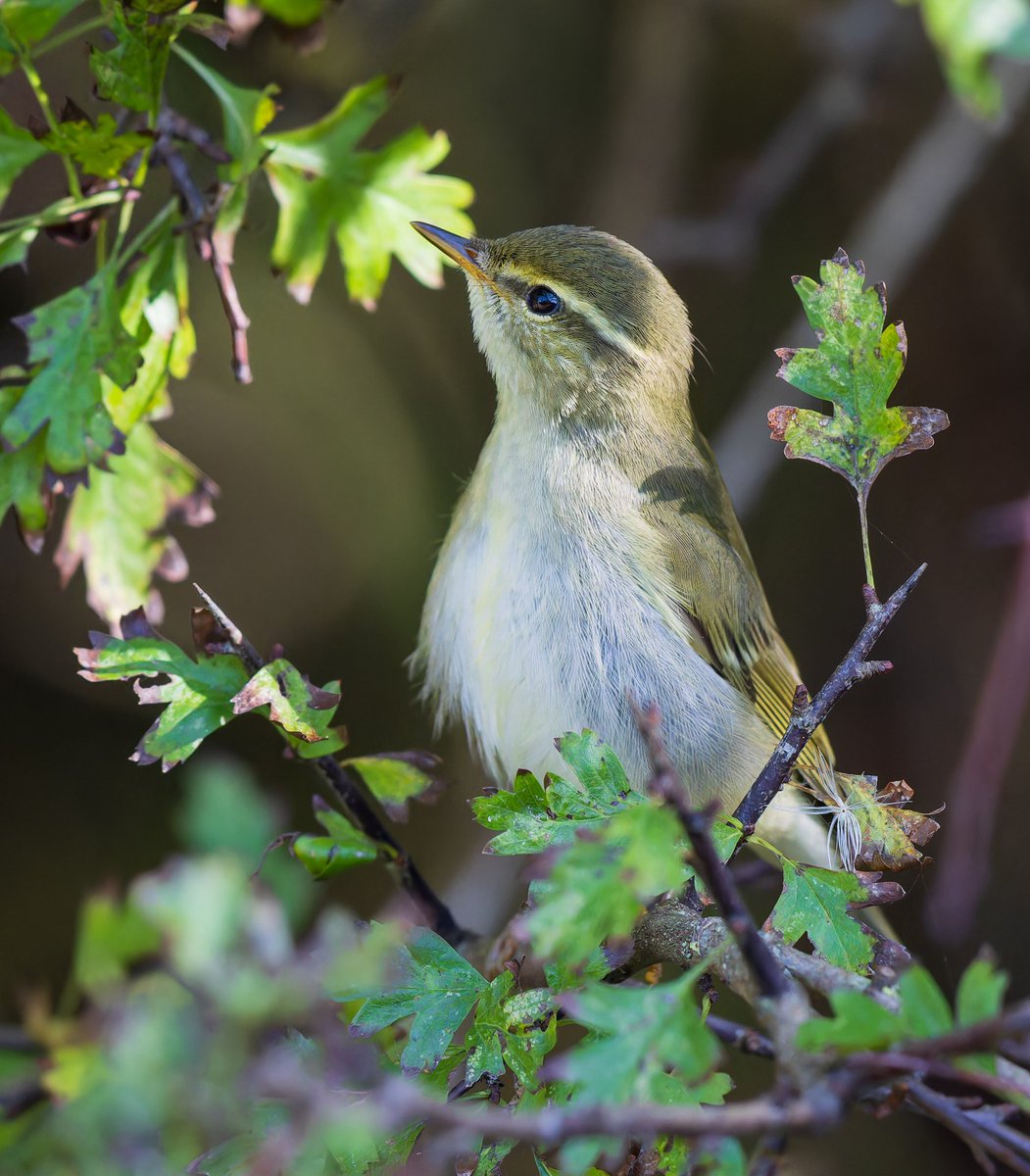 Lee Fuller tweet media