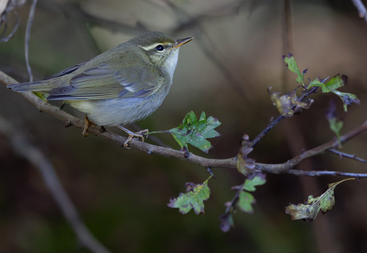 Lee Fuller tweet media