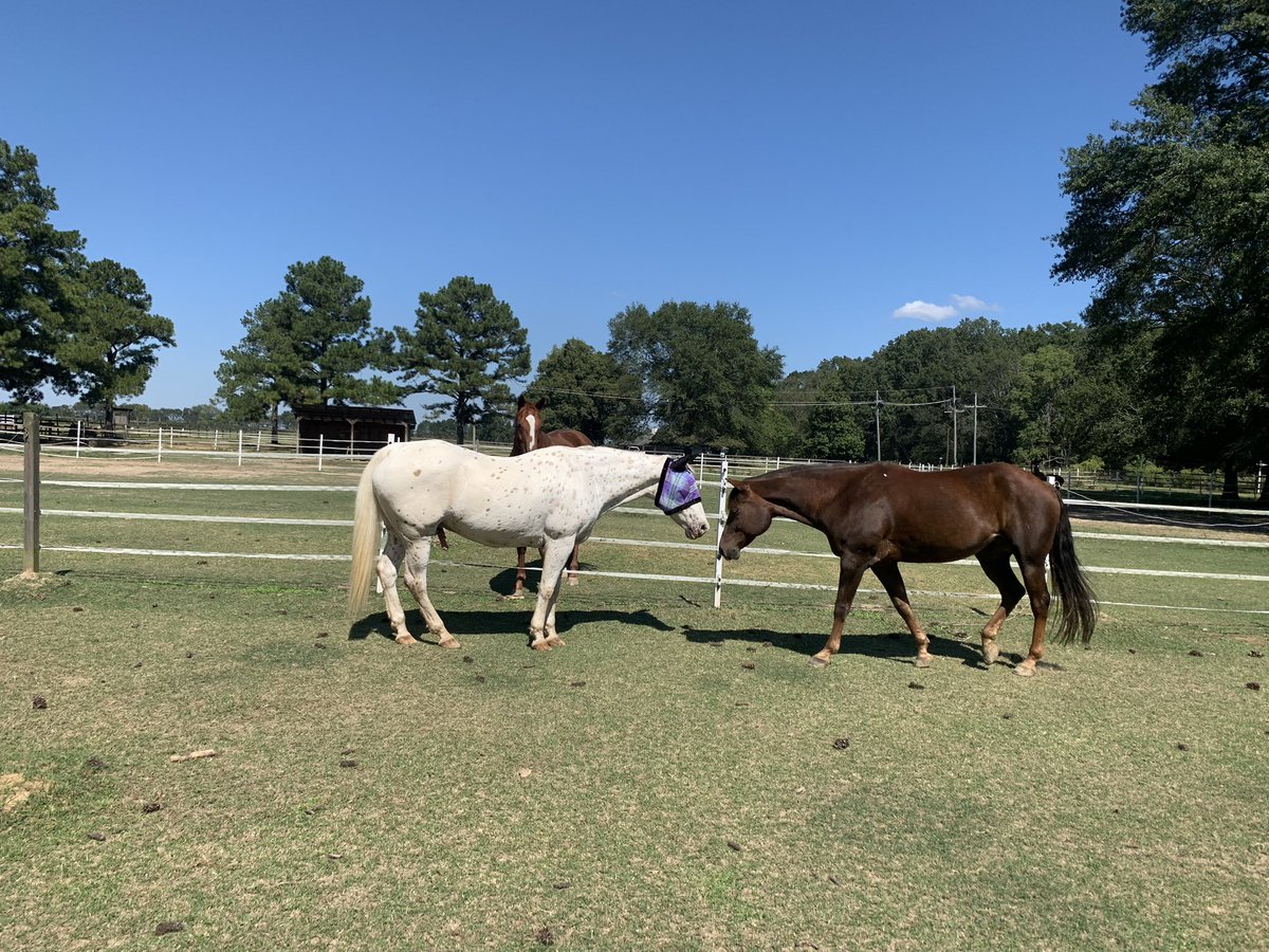 NancyDickens5's tweet photo. Toby’s friends Ajax and Hud are asking, “Who is that masked man?” It’s Toby, the Blue Ribbon Riding Academy superhero, incognito 🦸#hihosilveraway @appaloosahorses @AppaloosaMuseum #leopardappaloosa #flymask #seniorhorse #breedofchoice https://t.co/K16uPbdOuO