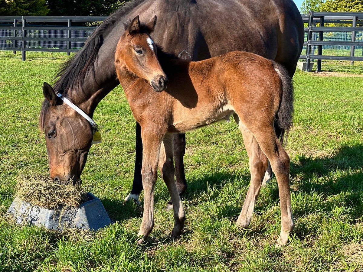 Chinahorseclub's tweet image. Here’s the full sister to yesterday’s G2 🌹of Kingston winner, REVOLUTIONARY MISS👸🏻 (Russian Revolution) enjoying a fine morning ☀️at The Chase.

Proud mom Purcentage visits Zoustar 🌟this year.

#CHCbred #ChaseTheDream