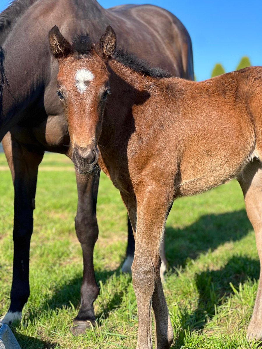 Chinahorseclub's tweet image. Here’s the full sister to yesterday’s G2 🌹of Kingston winner, REVOLUTIONARY MISS👸🏻 (Russian Revolution) enjoying a fine morning ☀️at The Chase.

Proud mom Purcentage visits Zoustar 🌟this year.

#CHCbred #ChaseTheDream