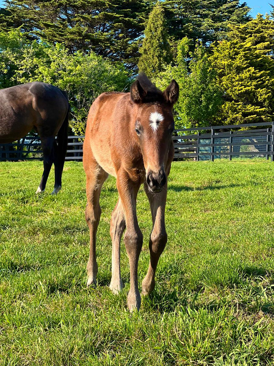 Chinahorseclub's tweet image. Here’s the full sister to yesterday’s G2 🌹of Kingston winner, REVOLUTIONARY MISS👸🏻 (Russian Revolution) enjoying a fine morning ☀️at The Chase.

Proud mom Purcentage visits Zoustar 🌟this year.

#CHCbred #ChaseTheDream