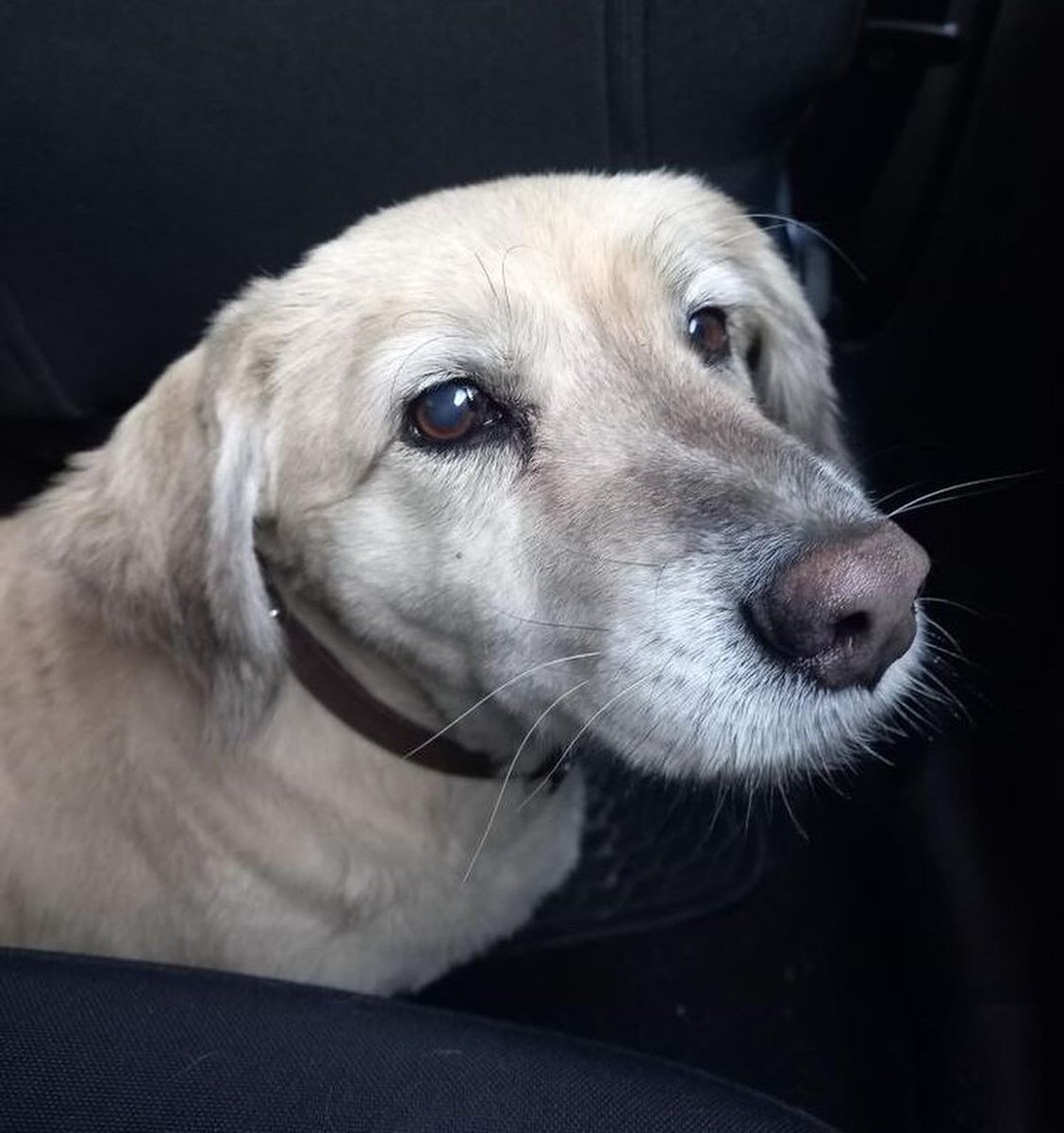 "Encontré a este perrito en Anibal Pinto, Valparaíso. Tiene correa pero sin datos de identificación. Lo subí a mi auto porque lo iban a atacar otros perros. Lo tengo resguardado y busco a su familia. Si lo estás buscando, llámame al 976148191." Favor RT!
#Valparaíso