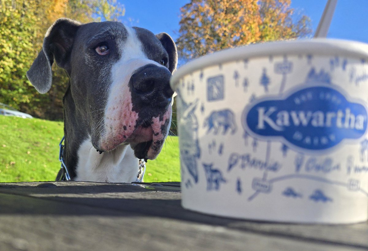 Kanethedane10's tweet photo. After our hike, we got burgers & poutine at a food truck, then stopped at @kawarthadairy in Minden for a #pupcup! We're having the best adventure ever! #icecream #sharing #roadtrip #fallcolors #CanadianAF #dogs #dogsoftwitter #dogsofx https://t.co/qnYCJC0B82
