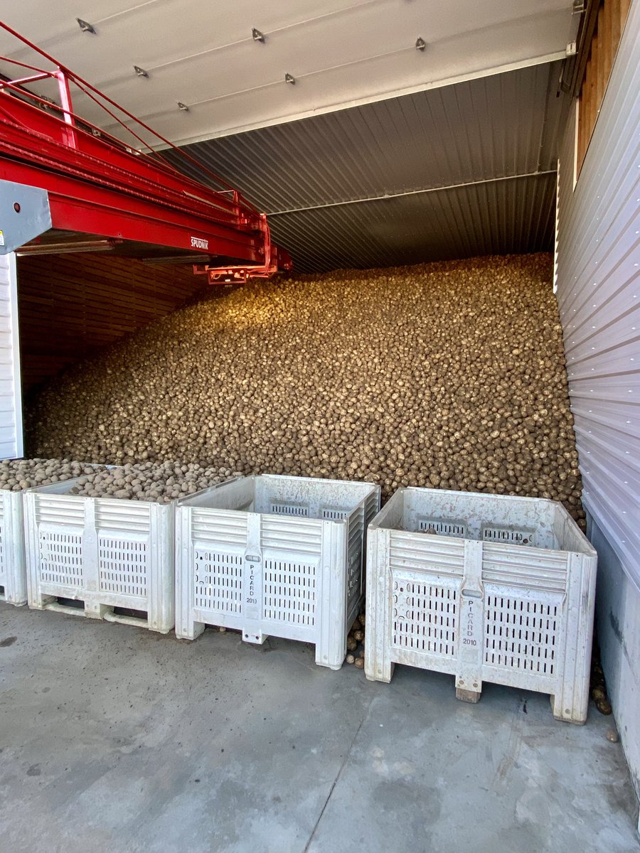 Potato harvest is complete and all bins are full, so I am officially “layed off”. Haha. Now it’s Miller Time and for some in the crew - Tequila or Cerveza time. Dearest Mama I will return home now!